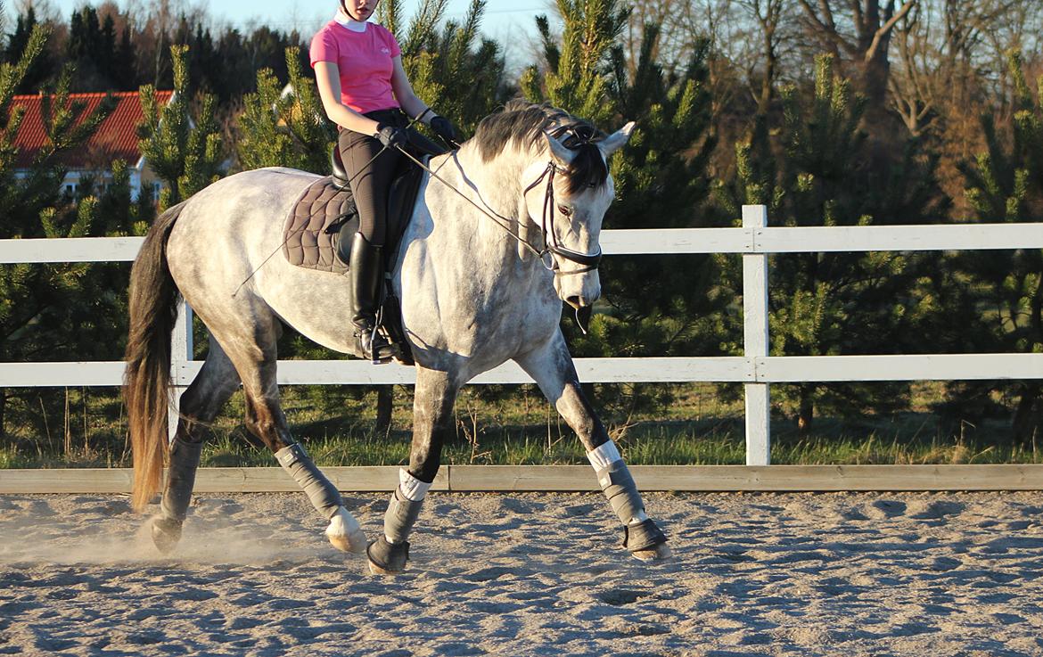 Dansk Varmblod Schubang Agerled - Marts 2014 - lækker <3(bandagerne drillede den dag) billede 16