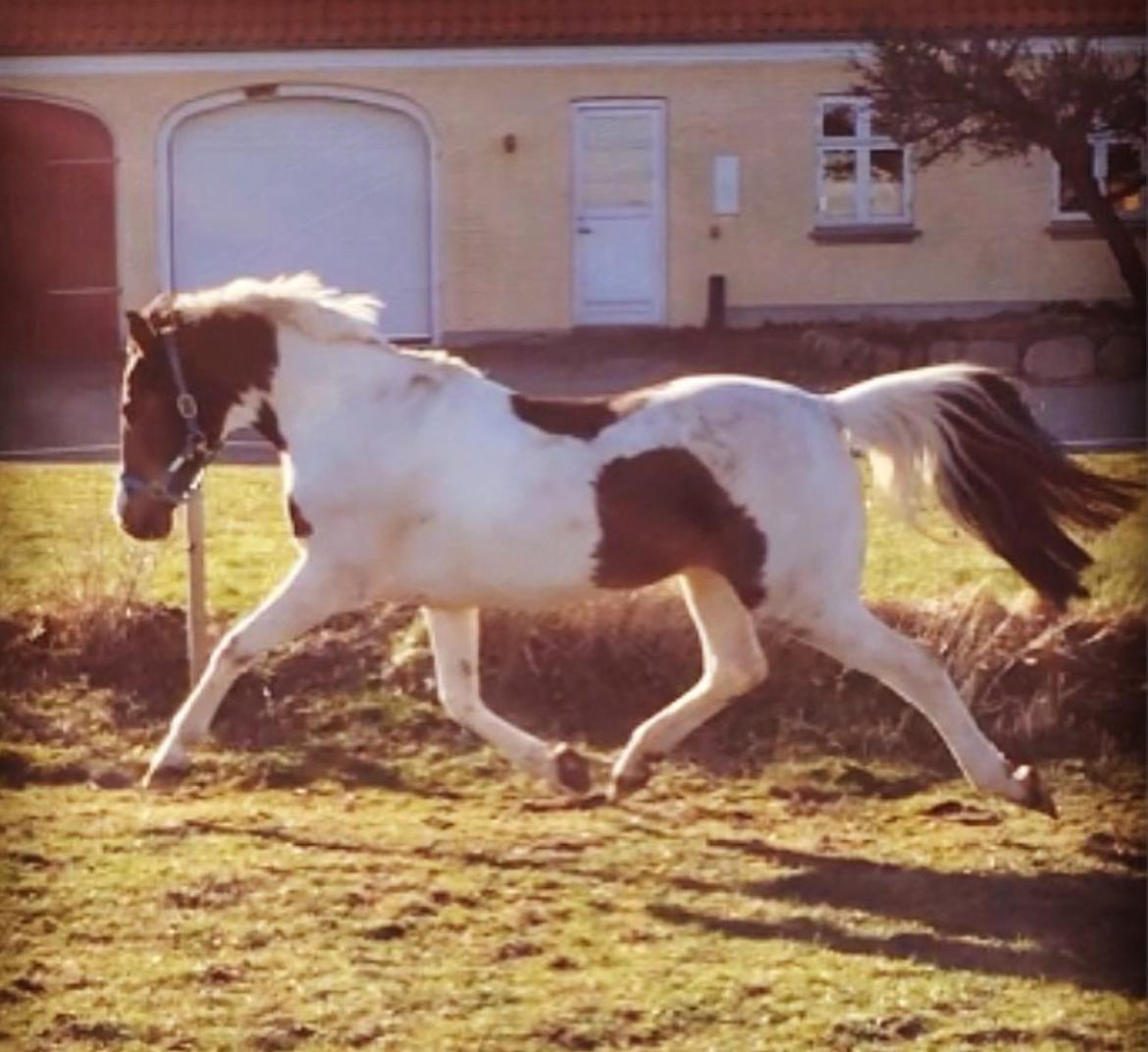 Pinto Sunrise Von Torresco (Justin) <3 - Lækker Trav <3 billede 9