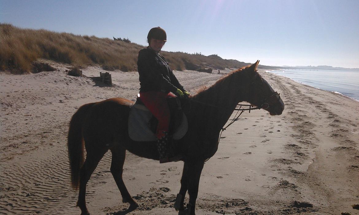 Fuldblod (XX) Avalon billede 15