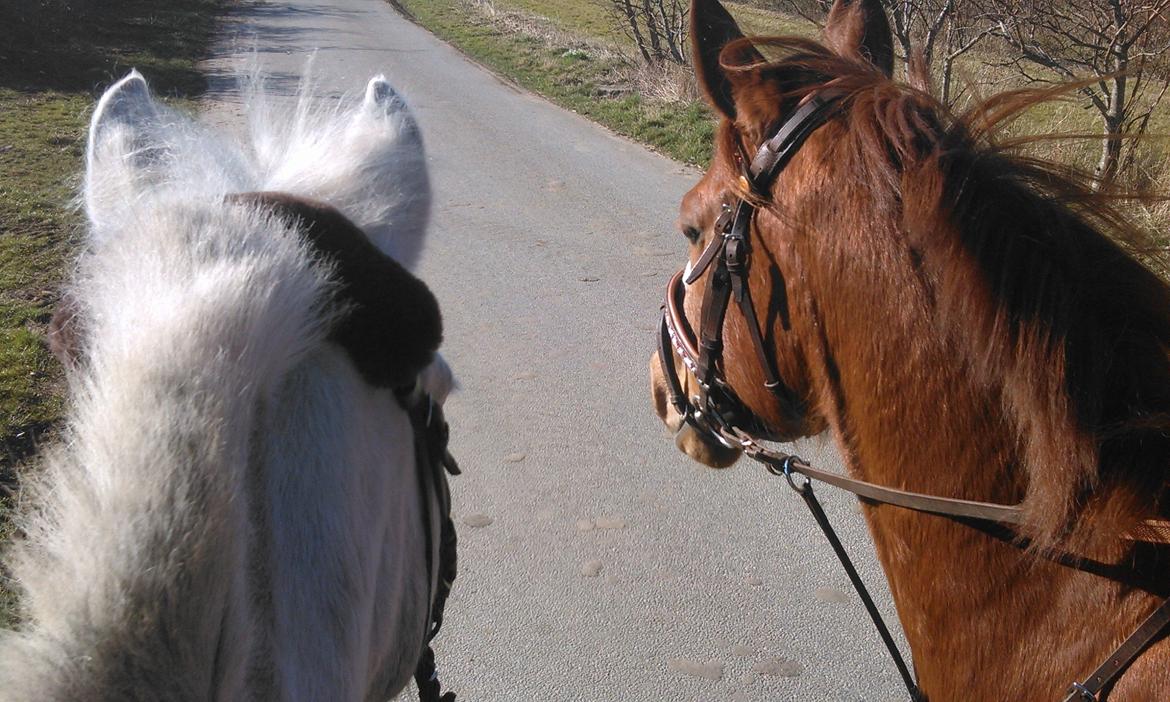 Fuldblod (XX) Avalon billede 16