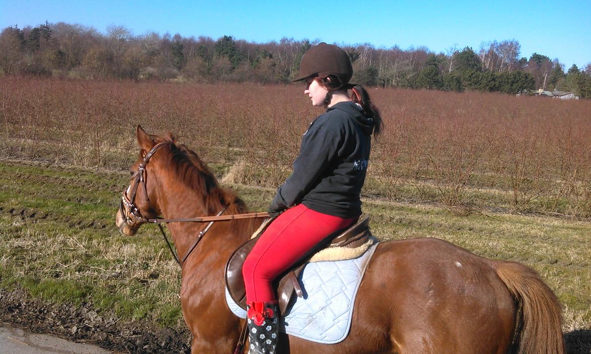 Fuldblod (XX) Avalon billede 18