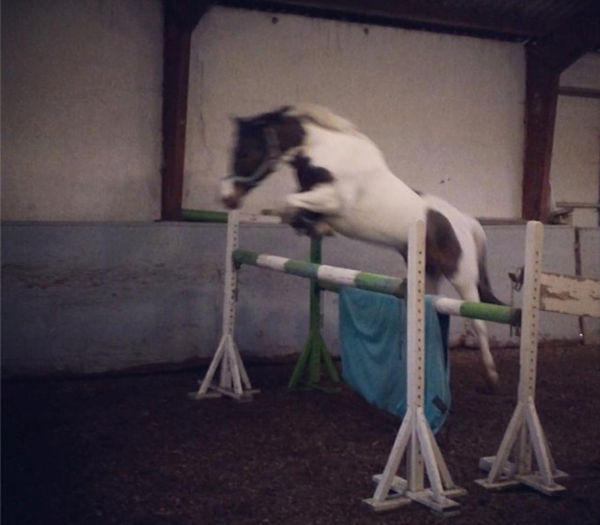 Pinto Sunrise Von Torresco (Justin) <3 - Justin over 115 så nemt som en leg! billede 16