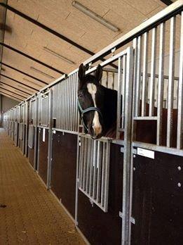 Anden særlig race No Black Boy billede 14