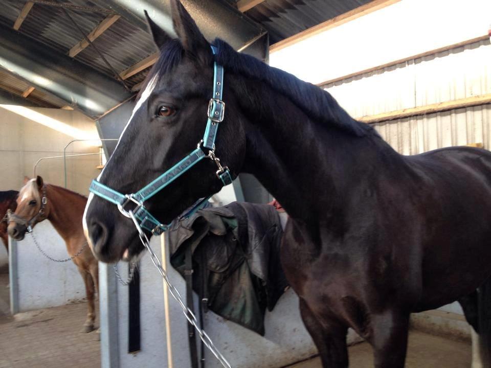 Anden særlig race No Black Boy billede 1