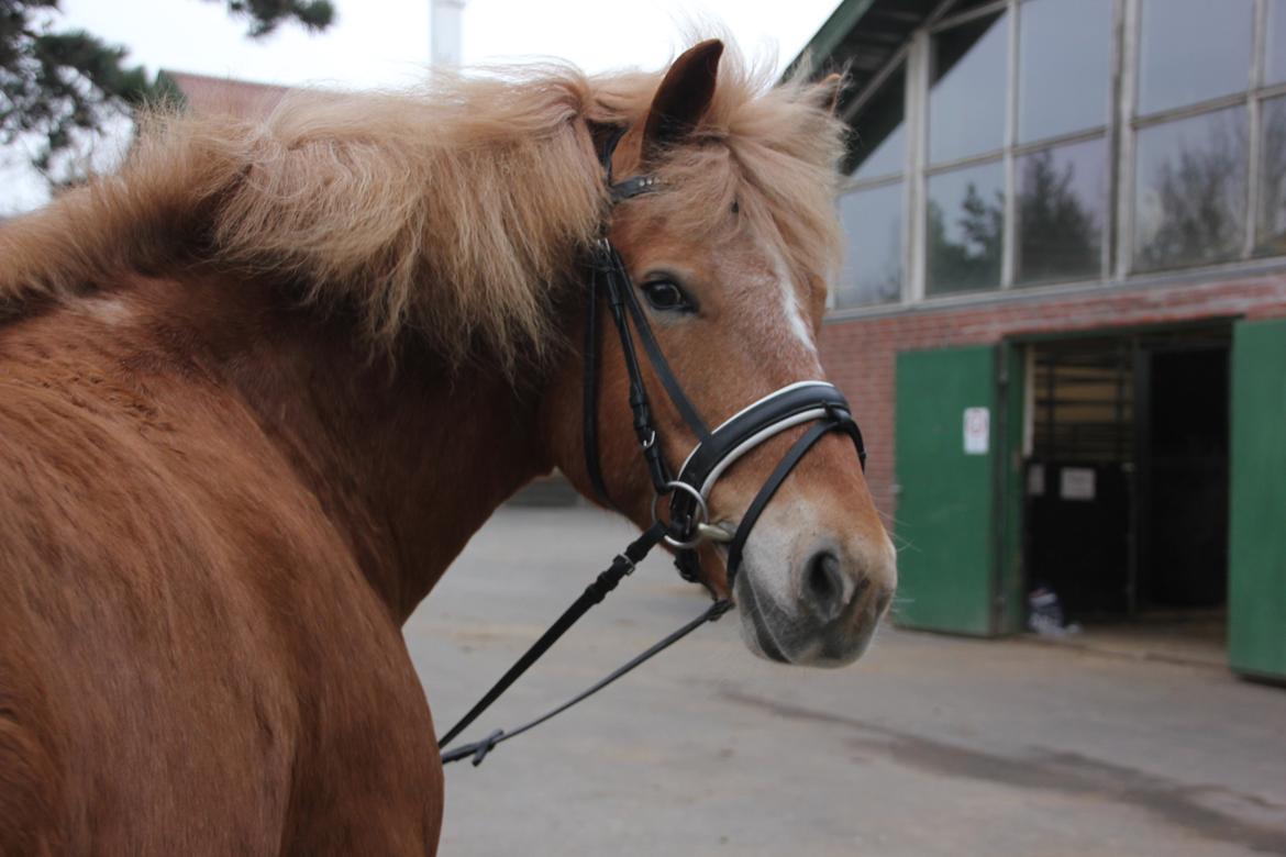 Haflinger KBK 3 Hekata - Dont ever look back, look forward and think like a boss.. billede 6