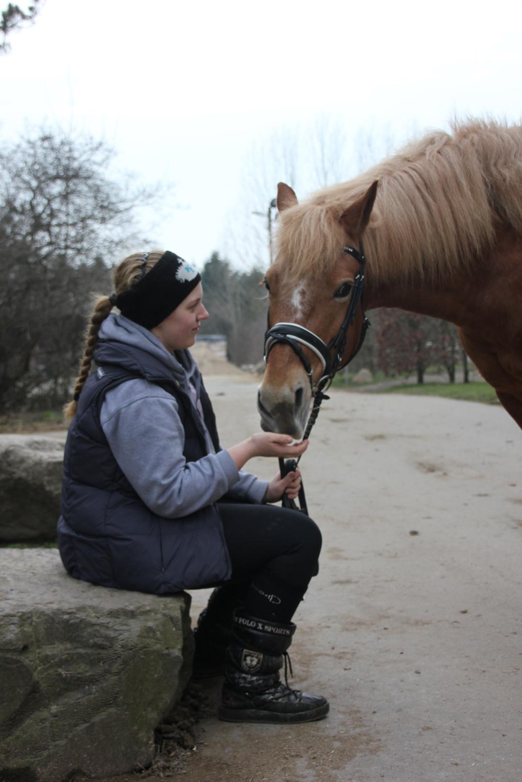 Haflinger KBK 3 Hekata - Det du leger ind i hesten, vil den frivilligt gøre igen. Det du tvinger den til, skal den tvinges til igen. billede 9