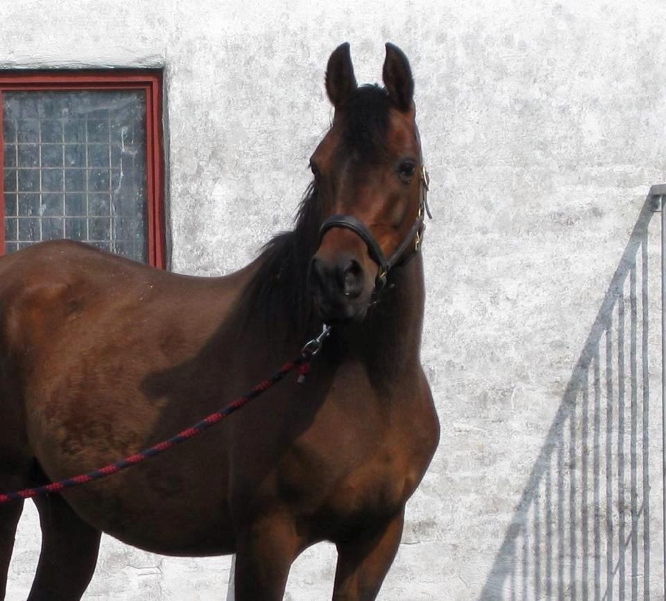 Arabisk fuldblod (OX) E'salta ox  *SOLGT* billede 8