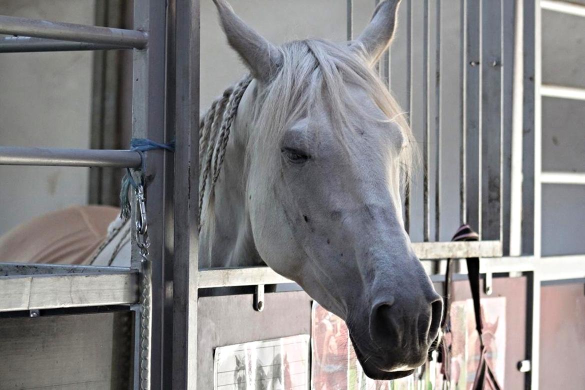 Lipizzaner Fredensberg´s Venus ( ECHA 8,3 ) billede 2