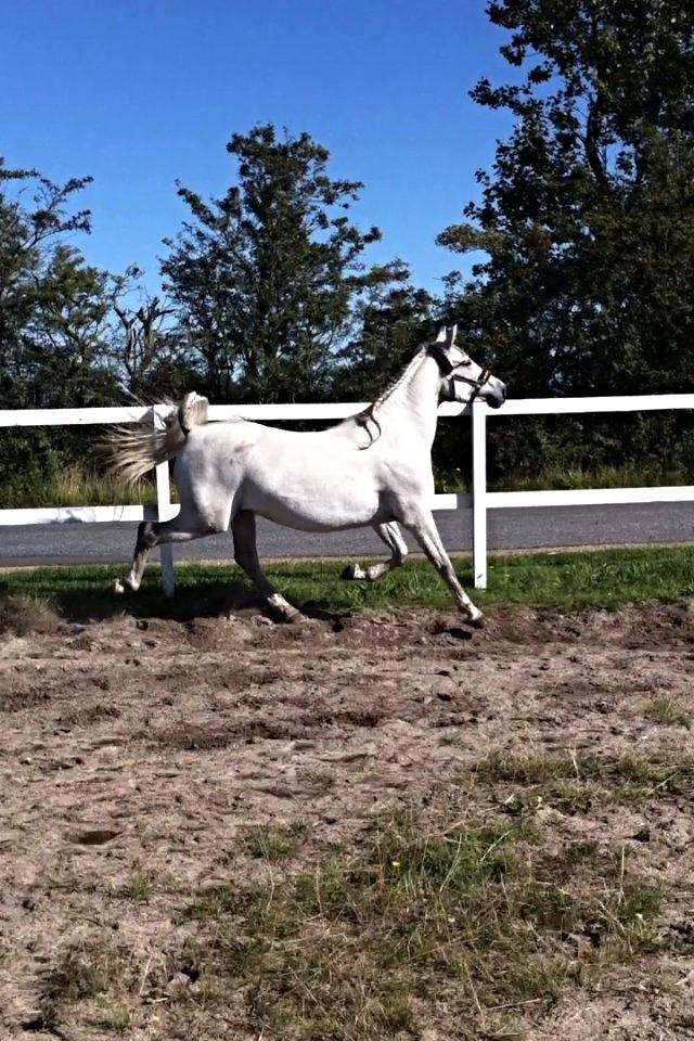 Lipizzaner Fredensberg´s Venus ( ECHA 8,3 ) billede 4