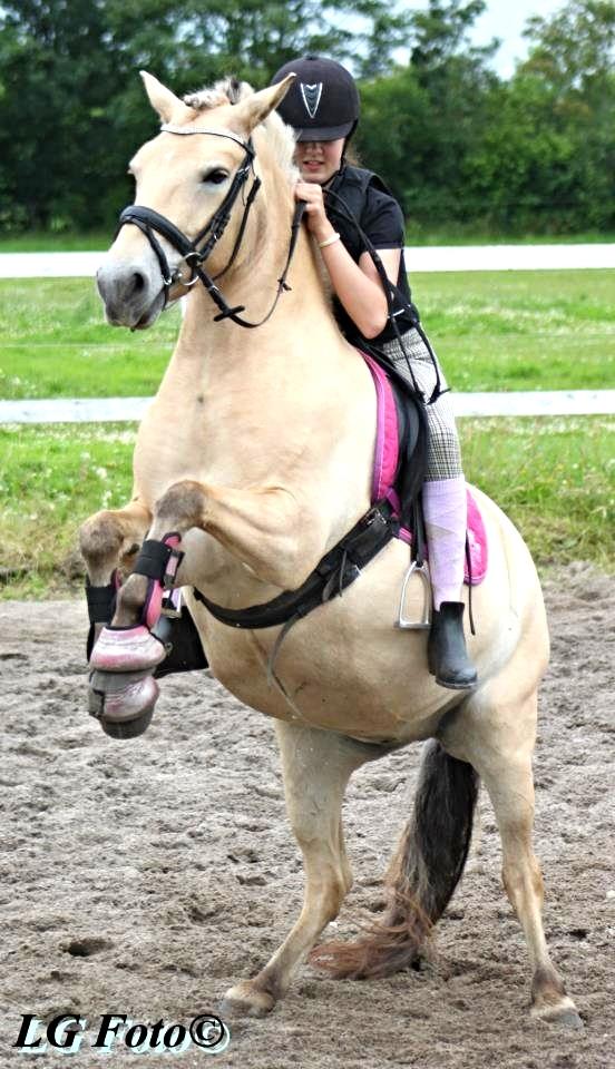 Anden særlig race Landlyst´s Keepliving Keepi billede 1