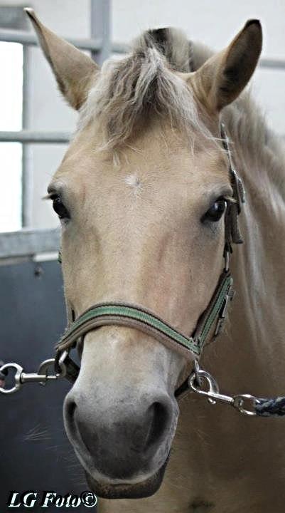 Anden særlig race Landlyst´s Keepliving Keepi billede 4