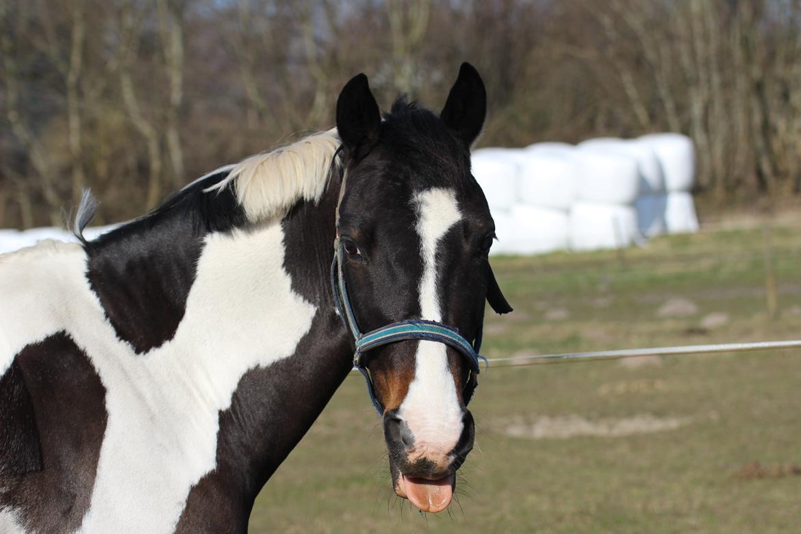 Pinto strøgaardens MR.Jones - min lille frække pony på fold :-P billede 22