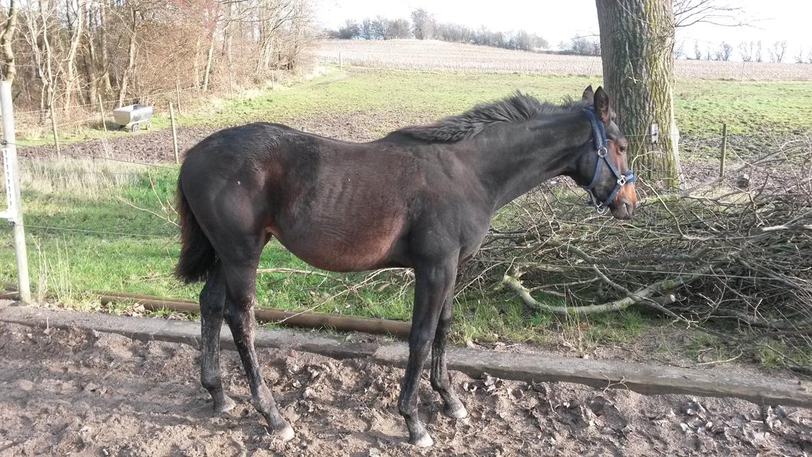 Hannoveraner Bielfire Choice (solgt)   billede 19