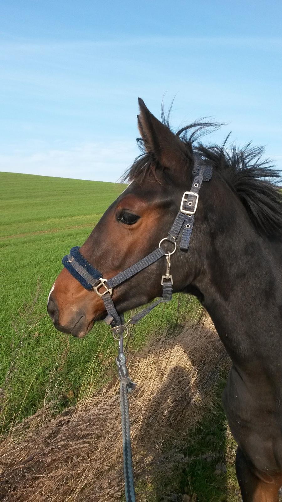 Hannoveraner Bielfire Choice (solgt)   billede 1