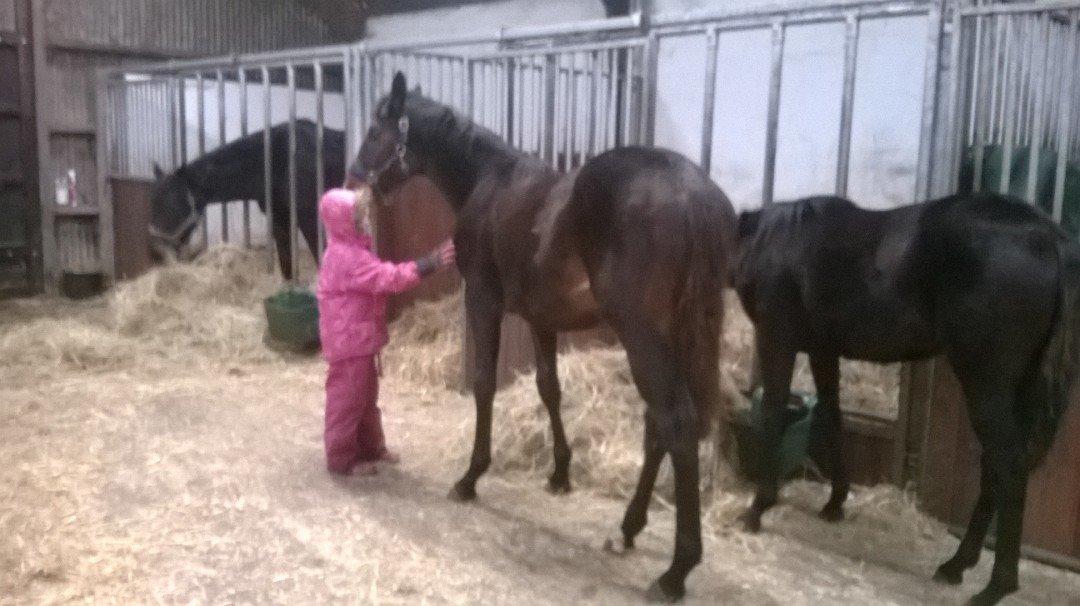 Hannoveraner Bielfire Choice (solgt)   billede 20