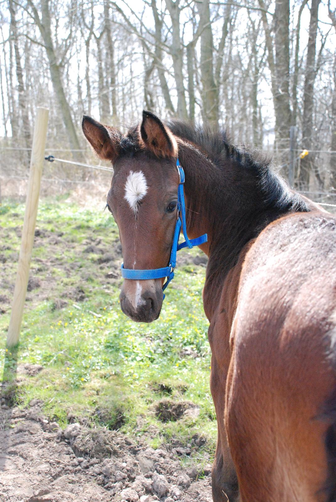 Hannoveraner Bielfire Choice (solgt)   billede 7