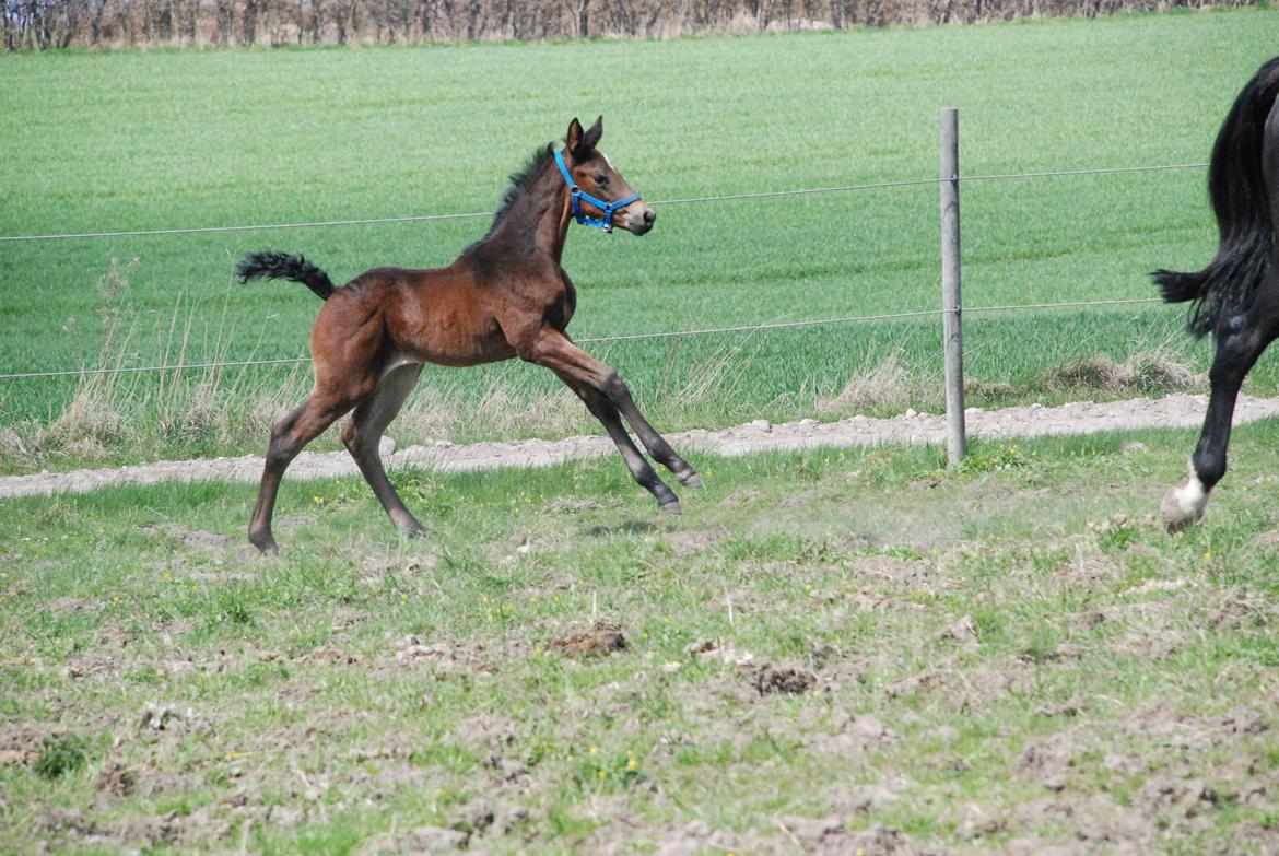 Hannoveraner Bielfire Choice (solgt)   billede 9