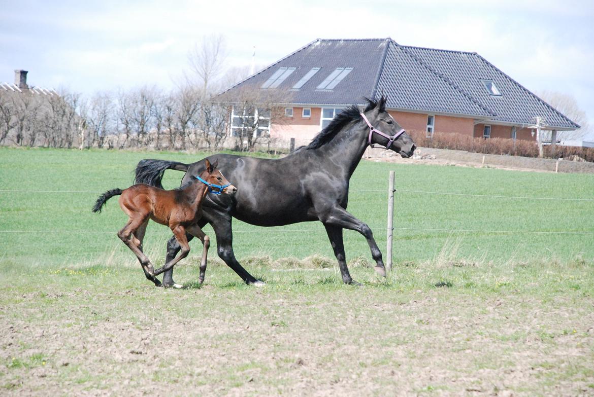 Hannoveraner Bielfire Choice (solgt)   billede 10