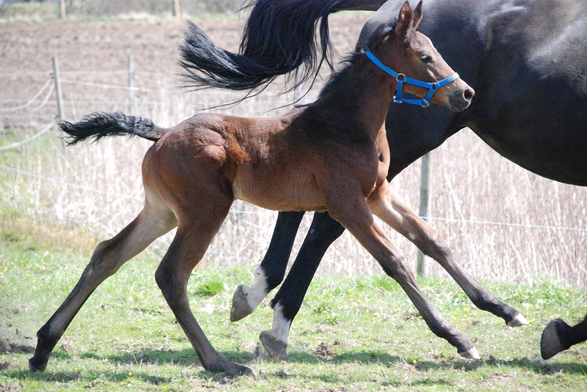 Hannoveraner Bielfire Choice (solgt)   billede 8