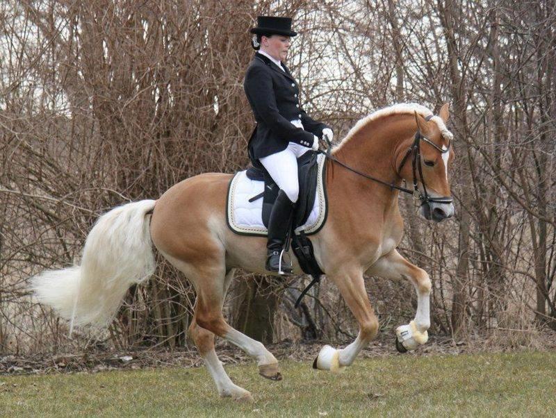 Haflinger Wi-Waldi Wican AVLSHINGST billede 19