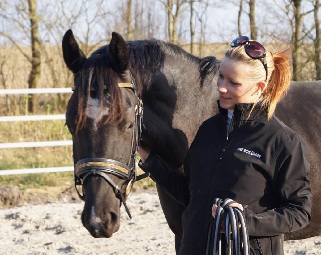 Hollandsk Varmblod Special D Junior billede 4