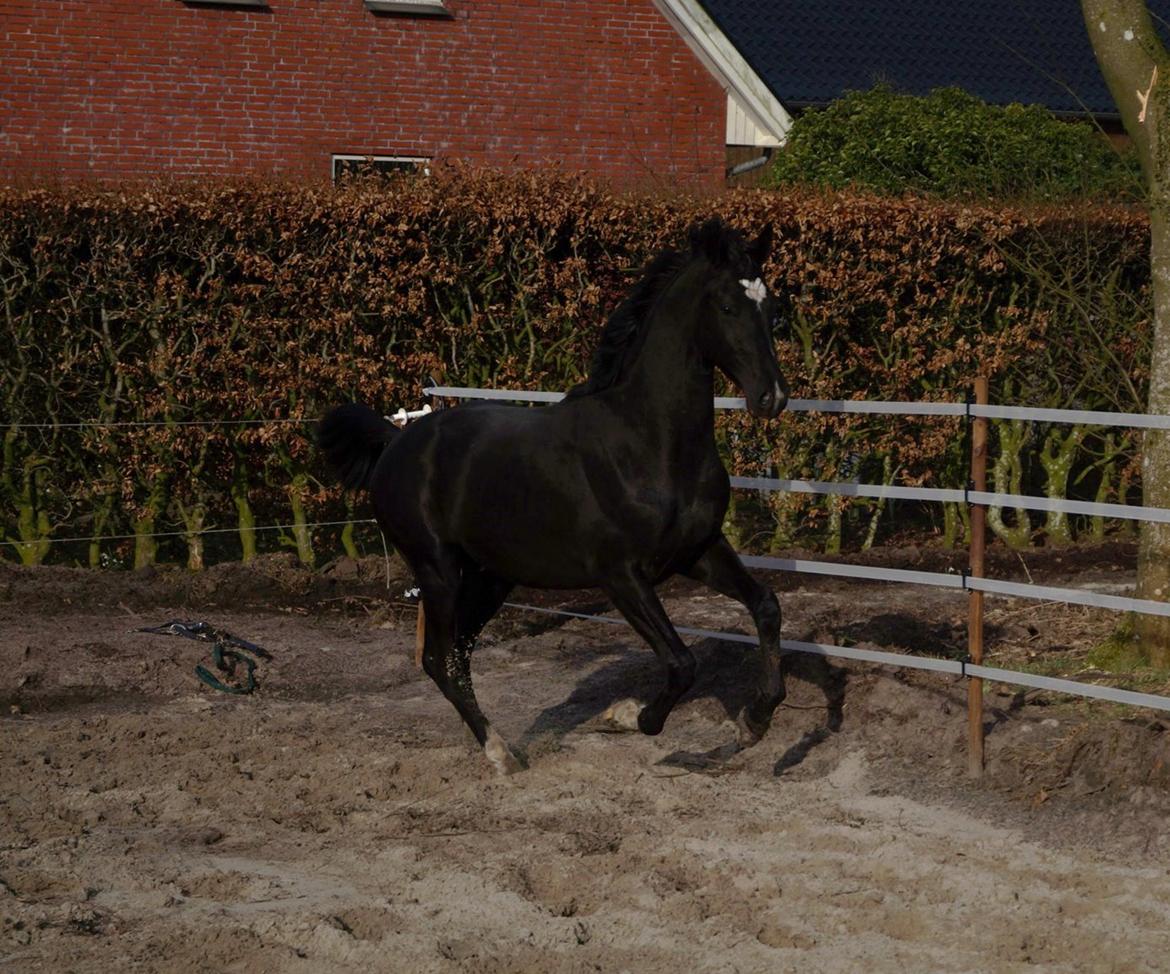 Hollandsk Varmblod Special D Junior billede 5