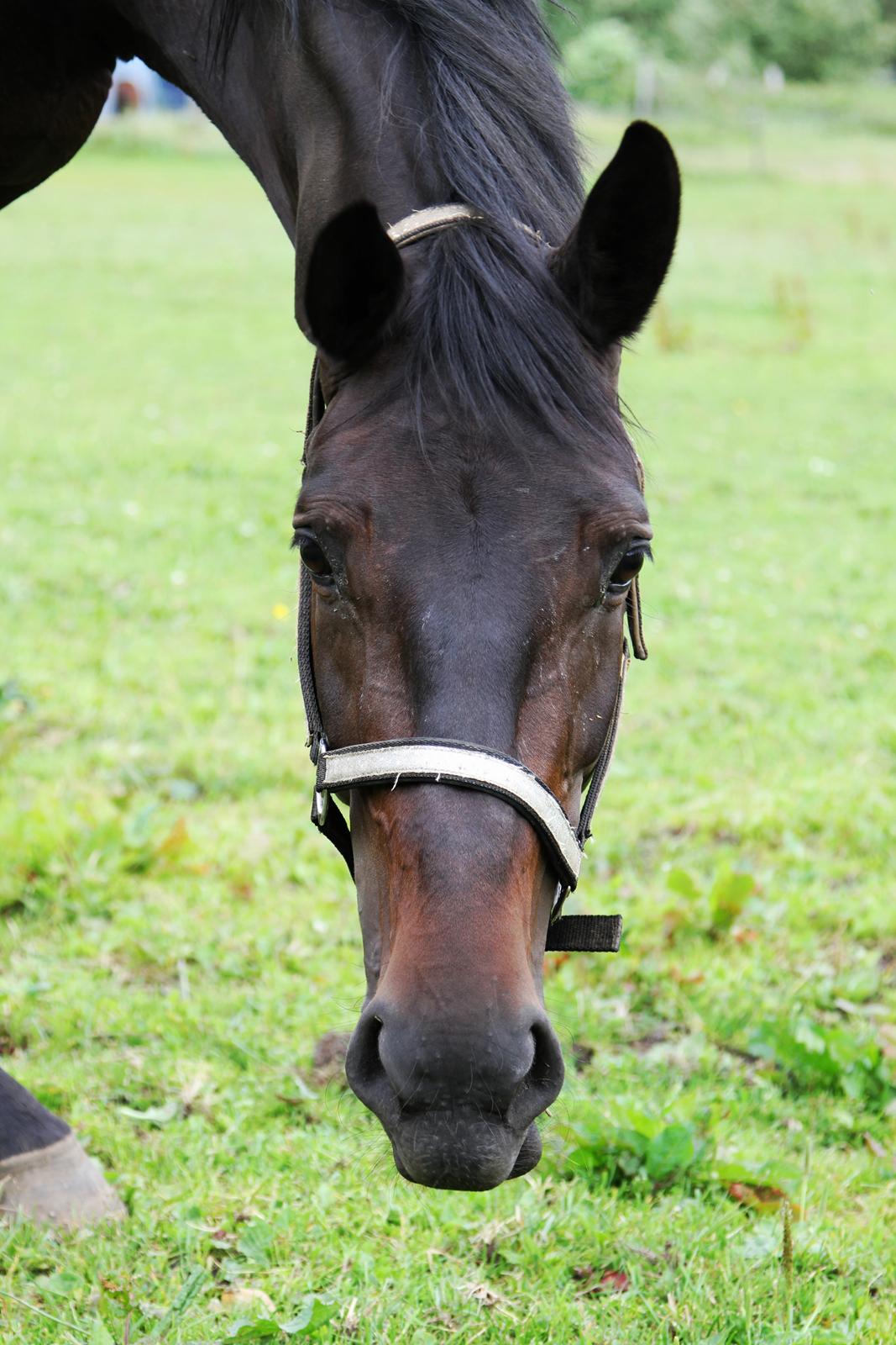 Dansk Varmblod Danglo's Omega - Sommeren 2012. Foto: Mig billede 10