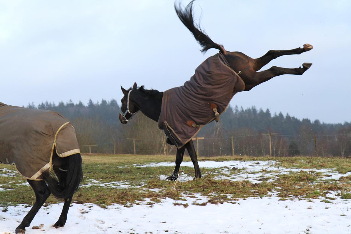 Dansk Varmblod Danglo's Omega - Omega er glad på folden... Foto: Mig billede 14