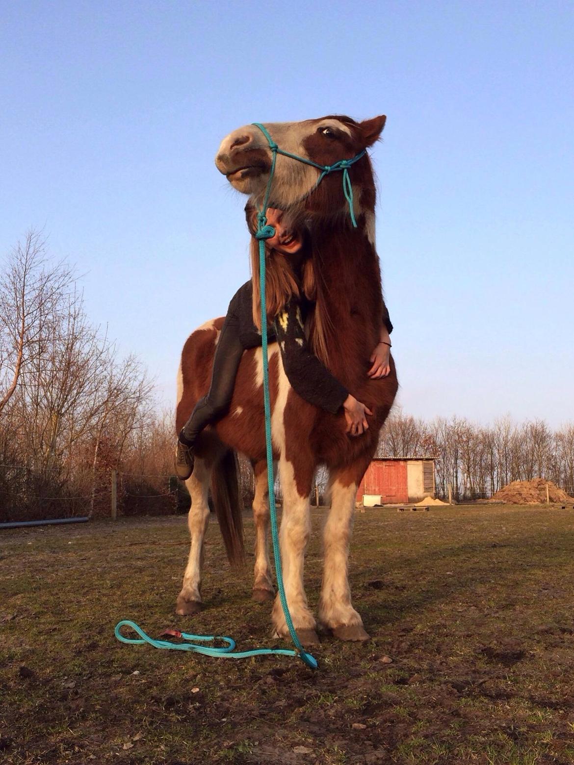 Pinto Tinker blanding Ronja "Ponyen med pletter" billede 19