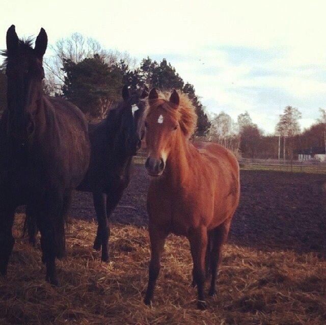 Anden særlig race Isadora billede 6