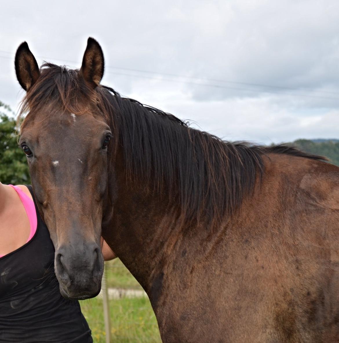 Trakehner Waipuna Horse with no name billede 2