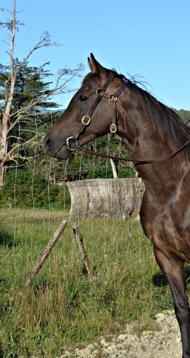 Trakehner Waipuna Horse with no name billede 1