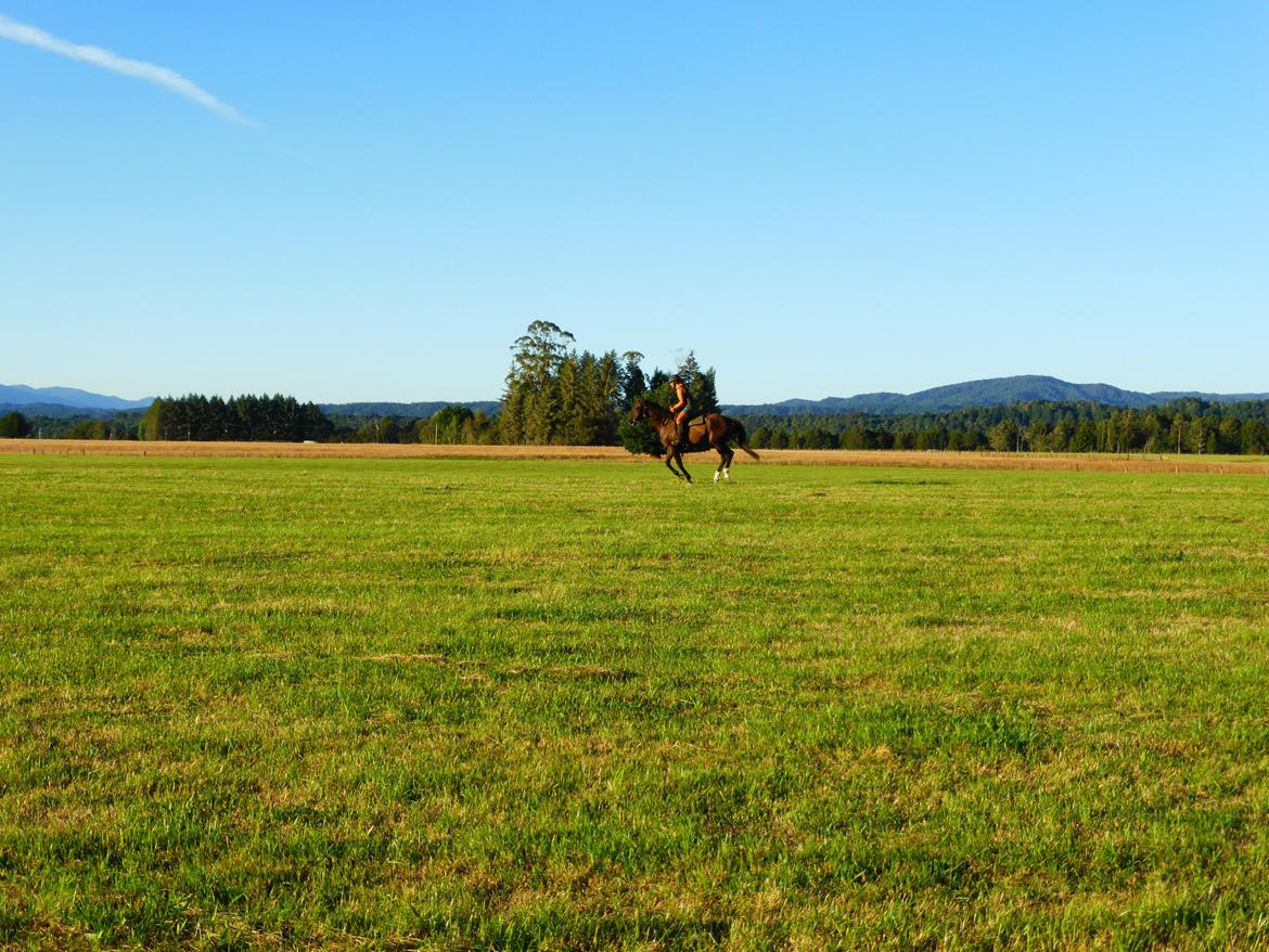 Trakehner Waipuna Horse with no name billede 3