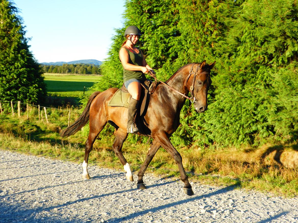 Trakehner Waipuna Horse with no name billede 4
