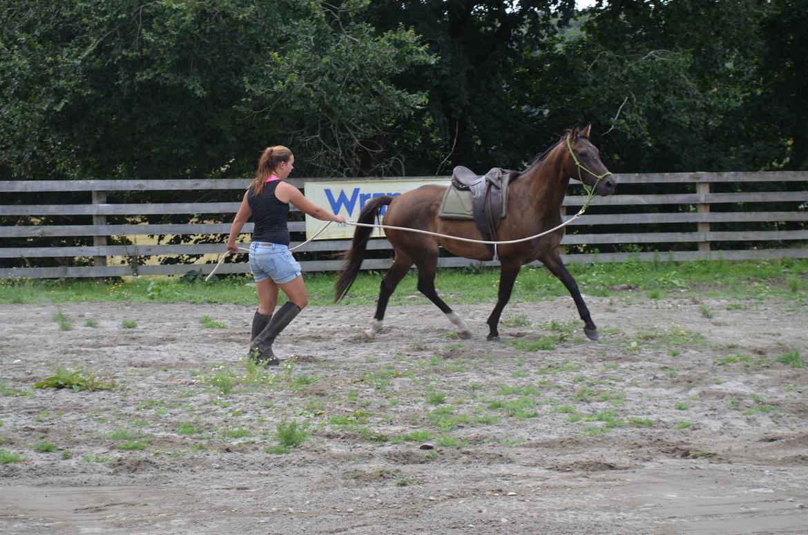 Trakehner Waipuna Horse with no name billede 5