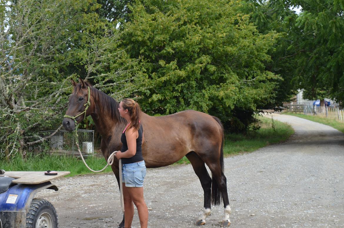 Trakehner Waipuna Horse with no name billede 6