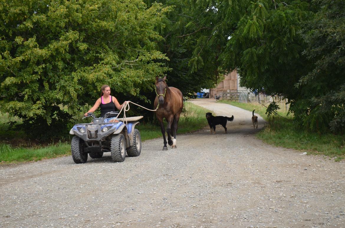 Trakehner Waipuna Horse with no name billede 7