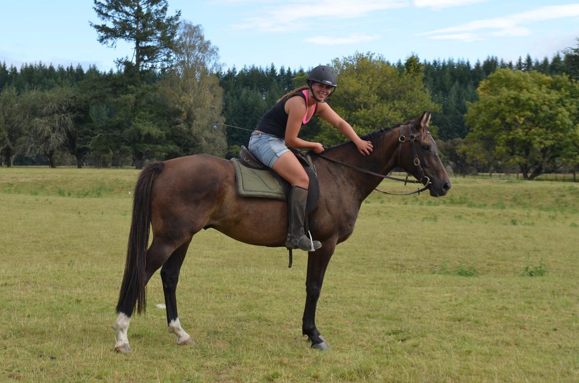 Trakehner Waipuna Horse with no name billede 8