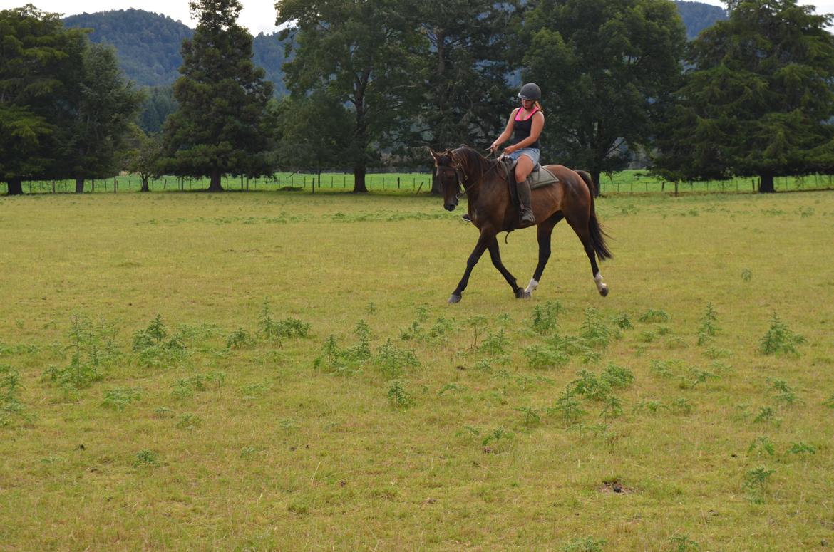 Trakehner Waipuna Horse with no name billede 9