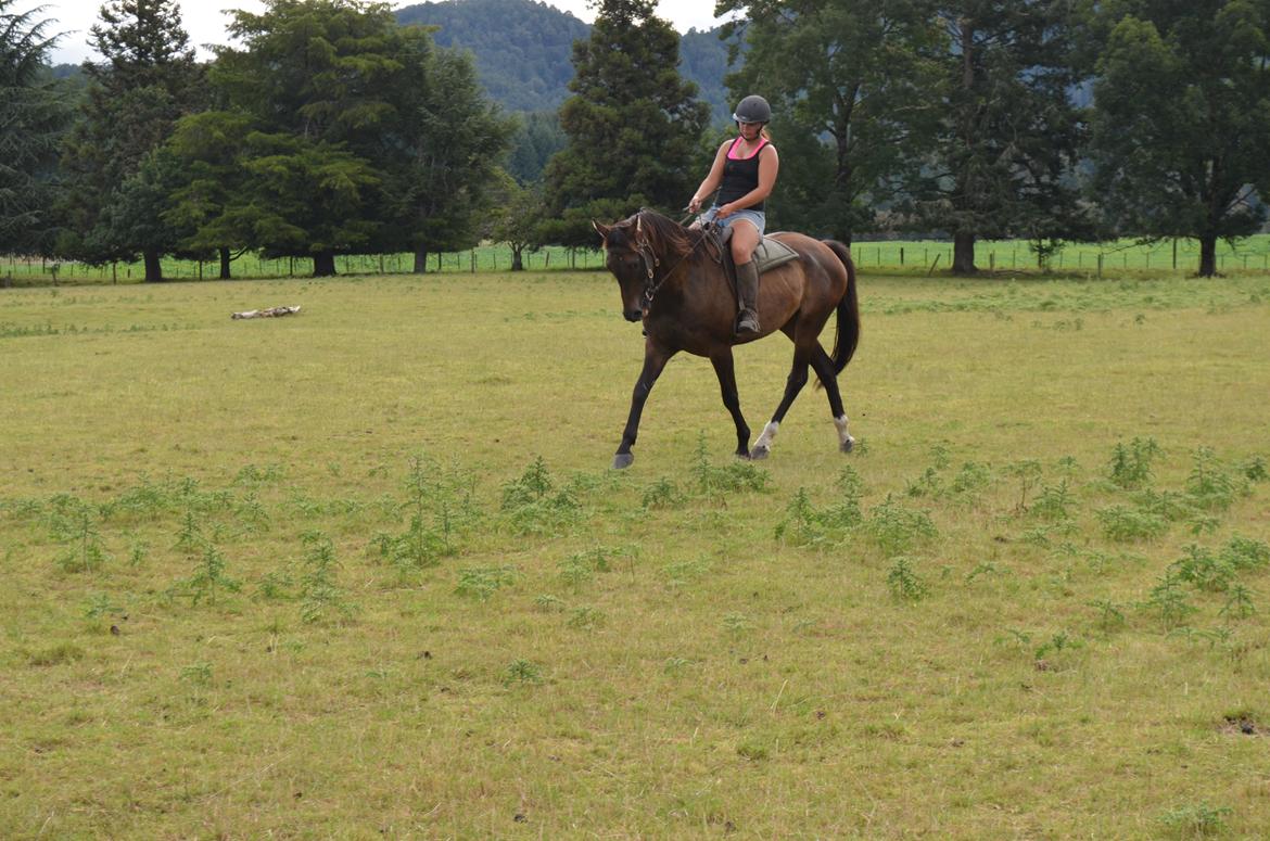 Trakehner Waipuna Horse with no name billede 10