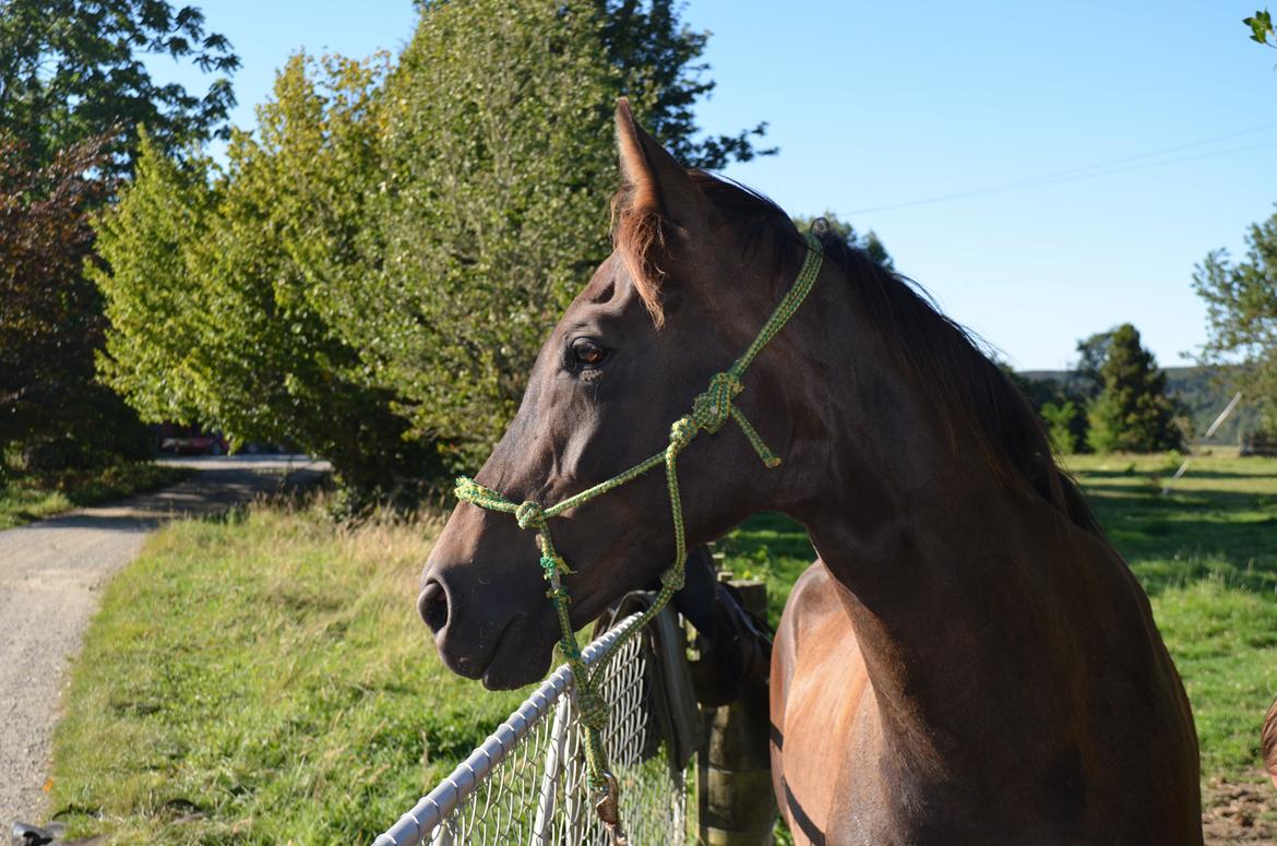 Trakehner Waipuna Horse with no name billede 11