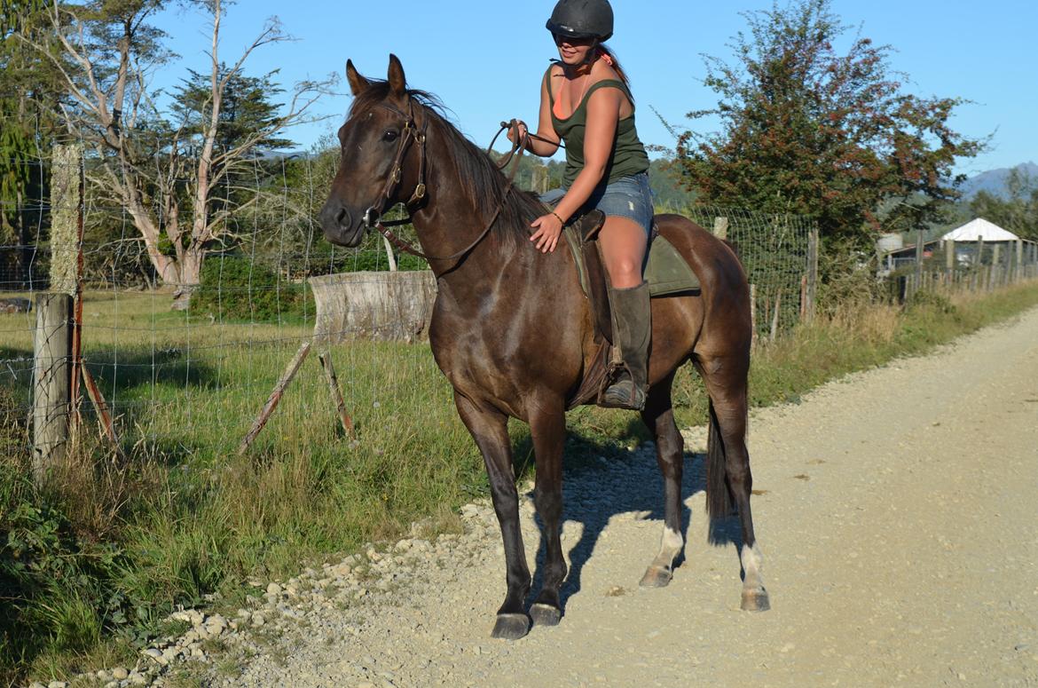 Trakehner Waipuna Horse with no name billede 13