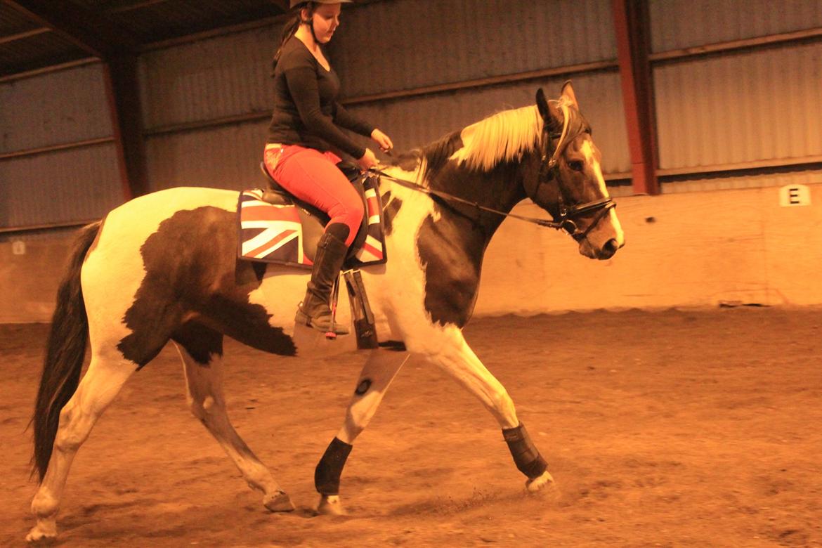 Pinto Enggaardens Jewel billede 2