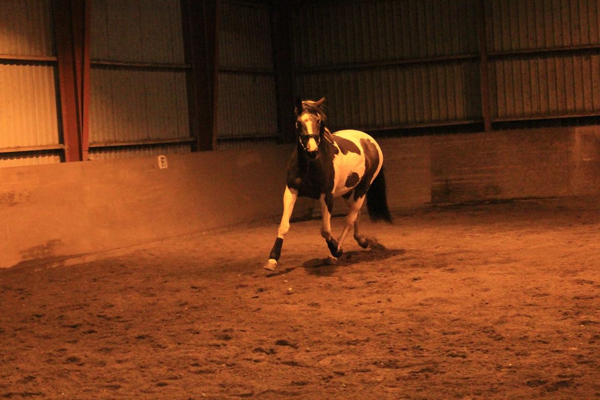 Pinto Enggaardens Jewel billede 4