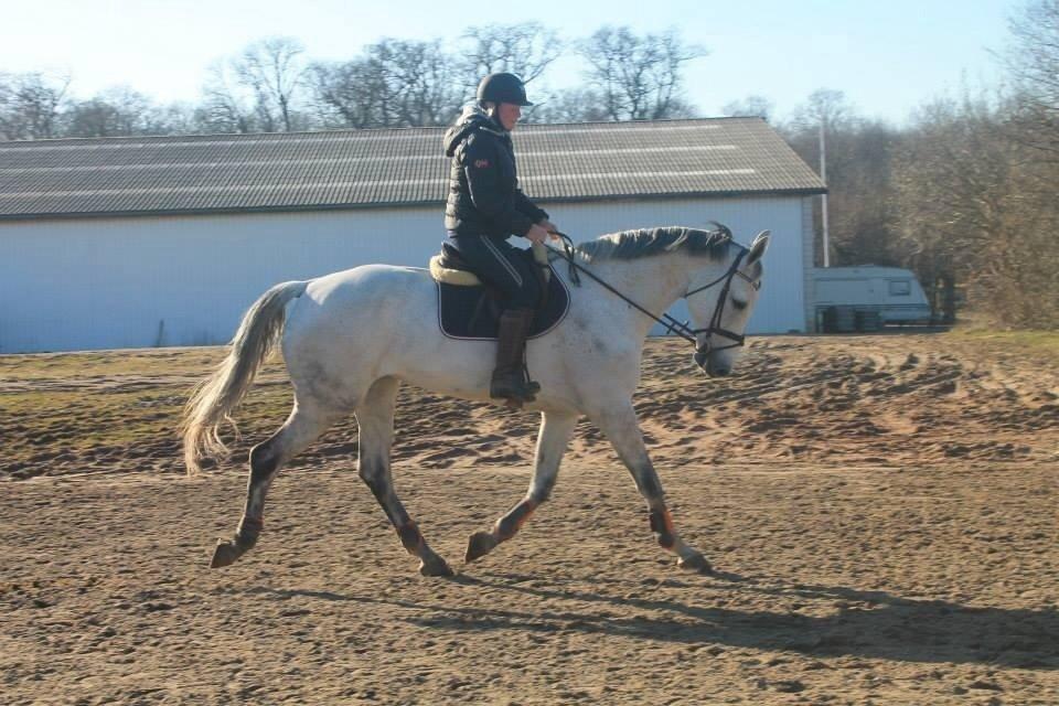 Dansk Varmblod CARIBA billede 1