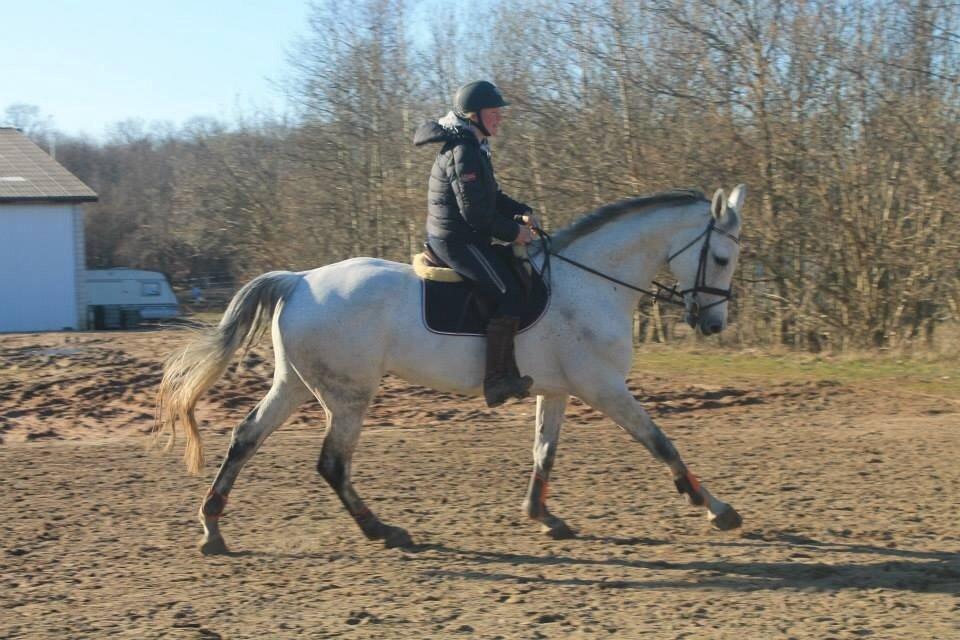 Dansk Varmblod CARIBA billede 2