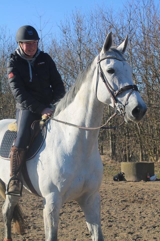 Dansk Varmblod CARIBA billede 3