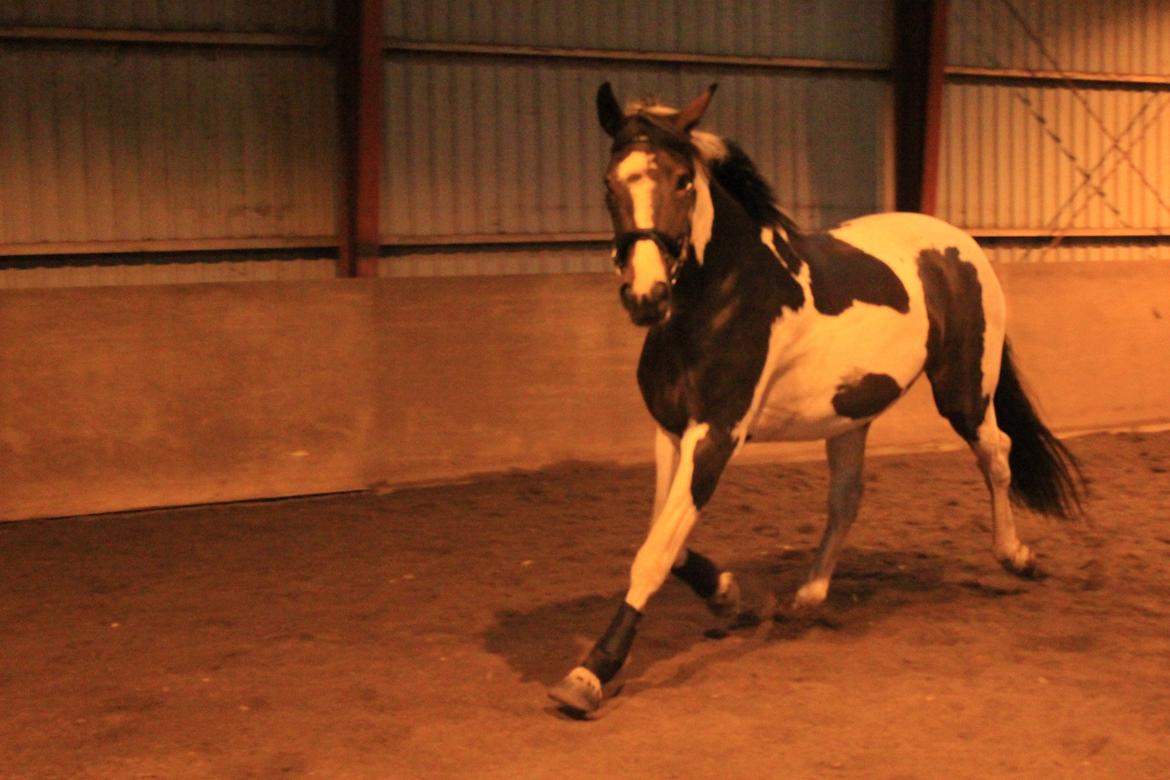 Pinto Enggaardens Jewel billede 15