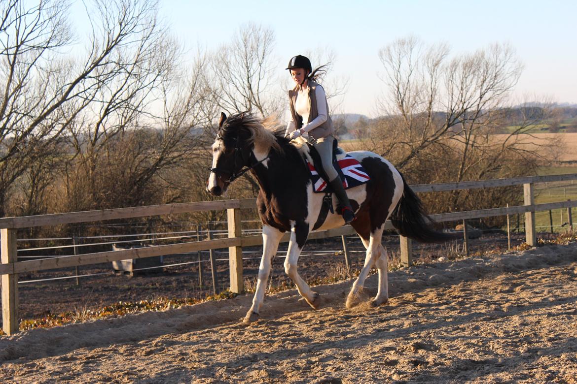 Pinto Enggaardens Jewel - Her redet af Kicki.  billede 3