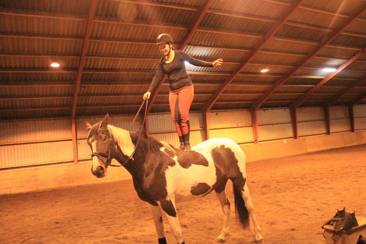 Pinto Enggaardens Jewel billede 10